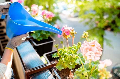 Persona con guantes regando geranios rosados en macetas de balcón con regadera azul