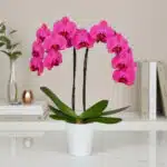 Orquídea phalaenopsis de flores rosas intensas en maceta blanca sobre mesa blanca, con libros y jarrón de vidrio desenfocados al fondo