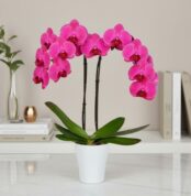 Orquídea phalaenopsis de flores rosas intensas en maceta blanca sobre mesa blanca, con libros y jarrón de vidrio desenfocados al fondo