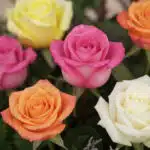 Primer plano extremo de rosas de colores vibrantes (rosa, amarillo, naranja, blanco) con sutiles gotas de rocío, mostrando te
