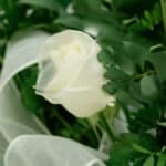 Primer plano extremo de una rosa blanca pura con delicadas gotas de rocío en sus pétalos y hojas verdes, resaltando su frescu