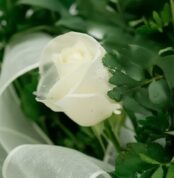 Primer plano extremo de una rosa blanca pura con delicadas gotas de rocío en sus pétalos y hojas verdes, resaltando su frescu