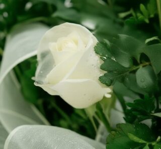Primer plano extremo de una rosa blanca pura con delicadas gotas de rocío en sus pétalos y hojas verdes, resaltando su frescu