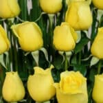 Primer plano extremo de rosas amarillas frescas con gotas de rocío, mostrando textura hiperrealista y colores vibrantes bajo