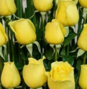 Primer plano extremo de rosas amarillas frescas con gotas de rocío, mostrando textura hiperrealista y colores vibrantes bajo