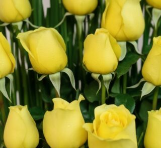Primer plano extremo de rosas amarillas frescas con gotas de rocío, mostrando textura hiperrealista y colores vibrantes bajo