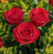 Primer plano extremo de tres rosas rojas vibrantes con sutiles gotas de rocío, rodeadas de follaje verde y flores amarillas,