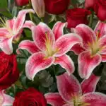 Primer plano extremo de lirios rosados con manchas rojas y rosas rojas, mostrando texturas hiperrealistas y gotas de rocío su