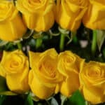 Primer plano extremo de rosas amarillas frescas con gotas de rocío sutiles, mostrando textura hiperrealista y colores vibrant