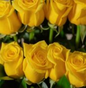 Primer plano extremo de rosas amarillas frescas con gotas de rocío sutiles, mostrando textura hiperrealista y colores vibrant