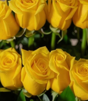 Primer plano extremo de rosas amarillas frescas con gotas de rocío sutiles, mostrando textura hiperrealista y colores vibrant