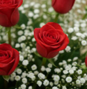 Primer plano extremo de rosas rojas frescas con gotas de rocío sutiles y flores de gypsophila, destacando la textura hiperrea