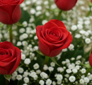 Primer plano extremo de rosas rojas frescas con gotas de rocío sutiles y flores de gypsophila, destacando la textura hiperrea