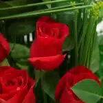 Primer plano extremo de rosas rojas frescas con gotas de rocío, destacando la textura hiperrealista y colores vibrantes del a