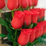 Primer plano extremo de un arreglo floral de rosas rojas frescas con textura hiperrealista, gotas de rocío sutiles y hojas ve