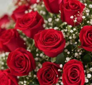 Primer plano extremo de un arreglo floral 'Quiero Amarte' con rosas rojas vibrantes, gotas de rocío sutiles y follaje blanco,