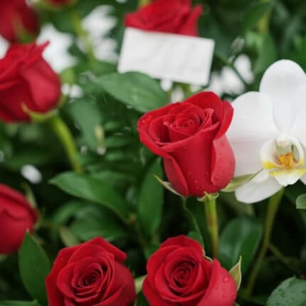 Primer plano extremo de un arreglo floral con rosas rojas Cupido y una orquídea blanca, mostrando texturas hiperrealistas y g