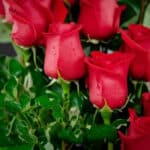 Primer plano extremo de un arreglo floral con rosas rojas espiral, mostrando textura hiperrealista, gotas de rocío y hojas ve