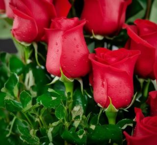 Primer plano extremo de un arreglo floral con rosas rojas espiral, mostrando textura hiperrealista, gotas de rocío y hojas ve