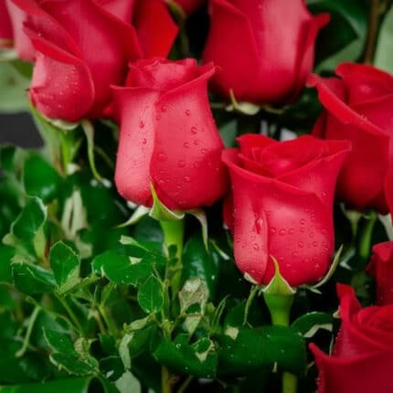 Primer plano extremo de un arreglo floral con rosas rojas espiral, mostrando textura hiperrealista, gotas de rocío y hojas ve