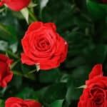 Primer plano extremo de un arreglo floral de rosas rojas frescas con gotas de rocío, textura hiperrealista y hojas verdes.
