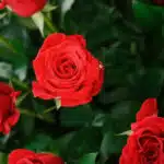 Primer plano extremo de un arreglo floral de rosas rojas frescas con gotas de rocío, textura hiperrealista y hojas verdes.
