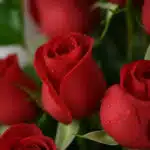 Primer plano extremo de un arreglo floral con rosas rojas 'Voluta', mostrando pétalos con gotas de rocío y textura hiperreali