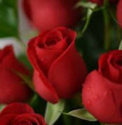 Primer plano extremo de un arreglo floral con rosas rojas 'Voluta', mostrando pétalos con gotas de rocío y textura hiperreali