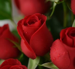 Primer plano extremo de un arreglo floral con rosas rojas 'Voluta', mostrando pétalos con gotas de rocío y textura hiperreali