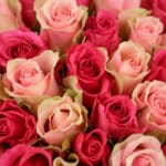 Primer plano extremo de un ramo de rosas fucsia y rosadas con gotas de rocío, mostrando texturas hiperrealistas y colores vib