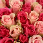 Primer plano extremo de un ramo de rosas fucsia y rosadas con gotas de rocío, mostrando texturas hiperrealistas y colores vib