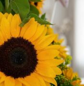 Primer plano extremo de un girasol vibrante del Arreglo con Girasoles Halo, con gotas de rocío sutiles y textura hiperrealist