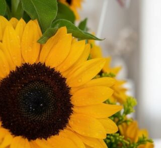 Primer plano extremo de un girasol vibrante del Arreglo con Girasoles Halo, con gotas de rocío sutiles y textura hiperrealist