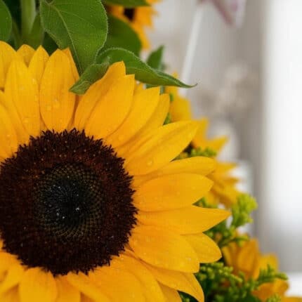 Primer plano extremo de un girasol vibrante del Arreglo con Girasoles Halo, con gotas de rocío sutiles y textura hiperrealist