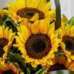 Primer plano extremo de un arreglo floral con girasoles 'Soleil', mostrando texturas hiperrealistas, sutiles gotas de rocío y