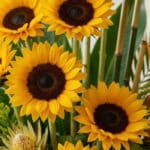 Primer plano extremo de un arreglo floral con girasoles Sunna, mostrando texturas hiperrealistas, sutiles gotas de rocío y co