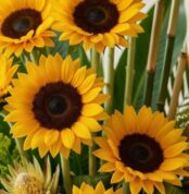 Primer plano extremo de un arreglo floral con girasoles Sunna, mostrando texturas hiperrealistas, sutiles gotas de rocío y co