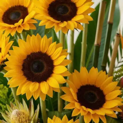 Primer plano extremo de un arreglo floral con girasoles Sunna, mostrando texturas hiperrealistas, sutiles gotas de rocío y co