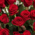 Primer plano extremo de múltiples rosas rojas frescas con gotas de rocío sutiles, mostrando textura hiperrealista y colores v