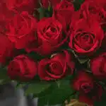 Primer plano extremo de un arreglo de rosas rojas vibrantes con gotas de rocío, mostrando textura hiperrealista y frescura.