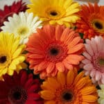 Primer plano extremo de un bouquet de gerberas multicolor con gotas de rocío, mostrando texturas hiperrealistas y colores vib