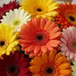 Primer plano extremo de un bouquet de gerberas multicolor con gotas de rocío, mostrando texturas hiperrealistas y colores vib