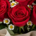 Primer plano extremo de un bouquet de rosas rojas frescas con gotas de rocío y margaritas blancas, destacando texturas y colo