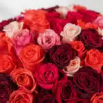 Primer plano extremo de un bouquet de 72 rosas FILIPPA con texturas hiperrealistas, gotas de rocío sutiles y colores vibrante