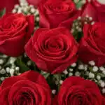 Primer plano extremo de un bouquet de rosas rojas frescas con gotas de rocío, rodeadas de pequeñas flores blancas, destacando