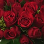 Primer plano extremo de un exuberante bouquet de rosas rojas premium, con gotas de rocío sutiles y textura híper-realista, re