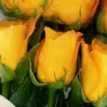 Primer plano extremo de doce rosas amarillas frescas con gotas de rocío, mostrando textura hiperrealista y colores vibrantes