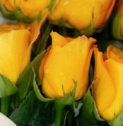 Primer plano extremo de doce rosas amarillas frescas con gotas de rocío, mostrando textura hiperrealista y colores vibrantes