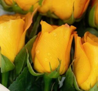 Primer plano extremo de doce rosas amarillas frescas con gotas de rocío, mostrando textura hiperrealista y colores vibrantes