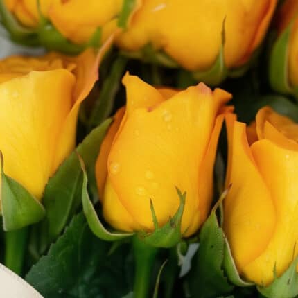 Primer plano extremo de doce rosas amarillas frescas con gotas de rocío, mostrando textura hiperrealista y colores vibrantes